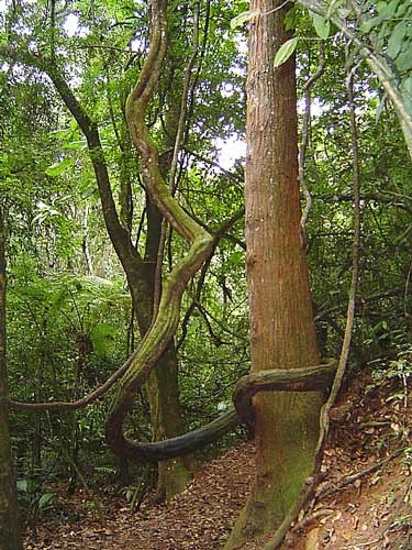 PASSEIO: Trilha da Pedra Grande e Cantareira